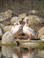 Pelican, Pelecanus onocrotalus, P. rufescens (ord Pelecaniformes) (fam Pelecanides) (Photo F. Mrugala) (05)